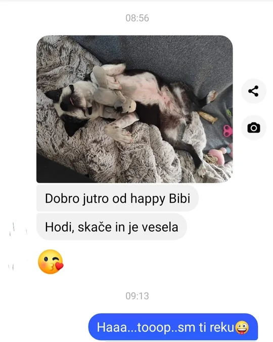 Sporočilo lastnice psičke Bibi: Dobro jutro od happy Bibi. Hodi, skače in je vesela.